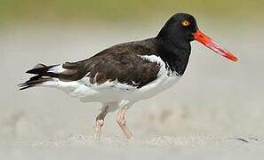 American Oystercatcher