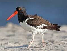 American Oystercatcher