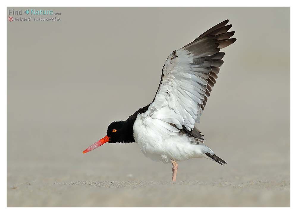 American Oystercatcher