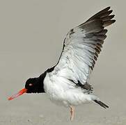 American Oystercatcher