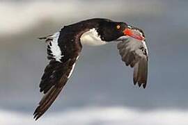 American Oystercatcher