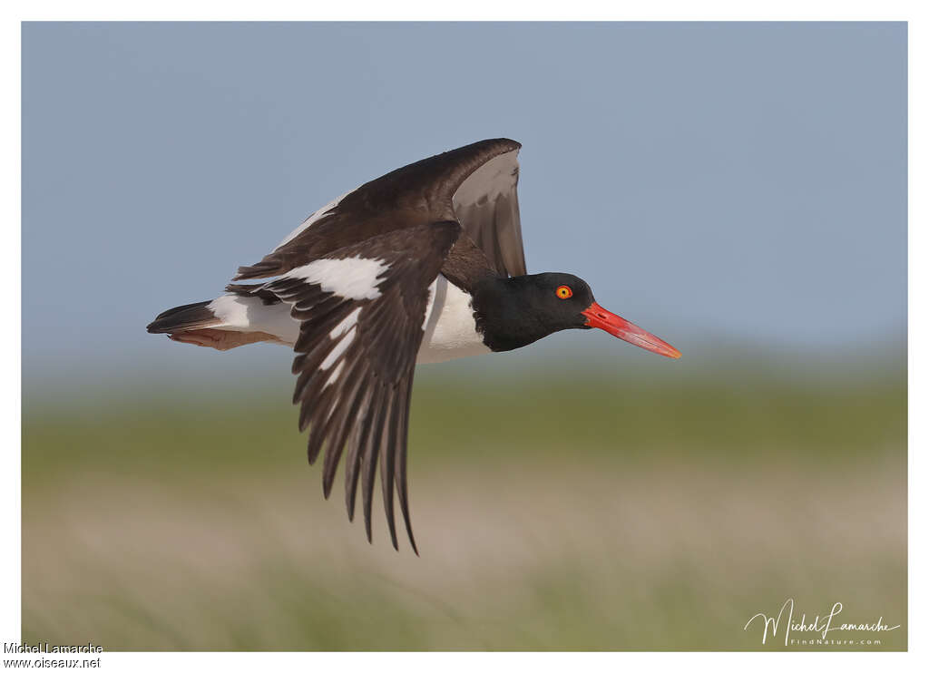 American Oystercatcheradult, Flight