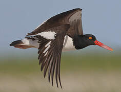 American Oystercatcher