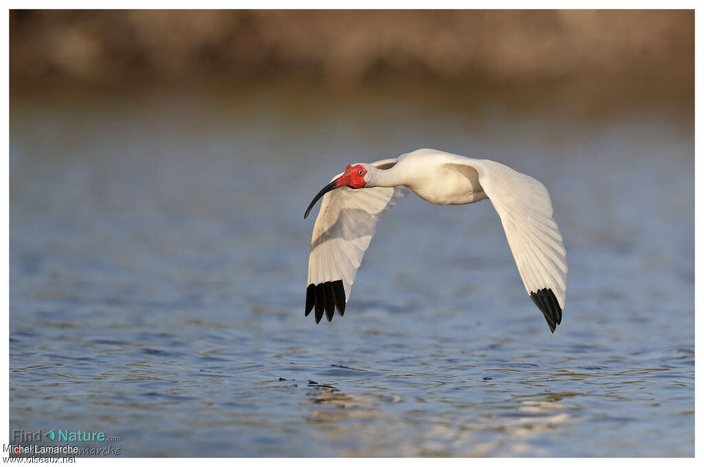 American White Ibisadult breeding, Flight