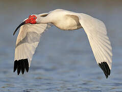 American White Ibis