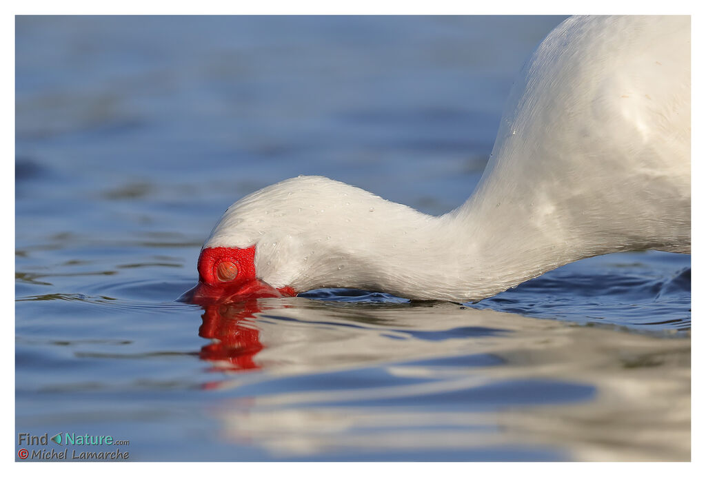 American White Ibisadult breeding