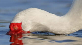 American White Ibis