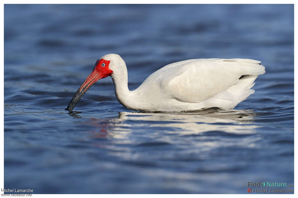 American White Ibisadult breeding, fishing/hunting