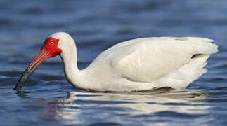 American White Ibis