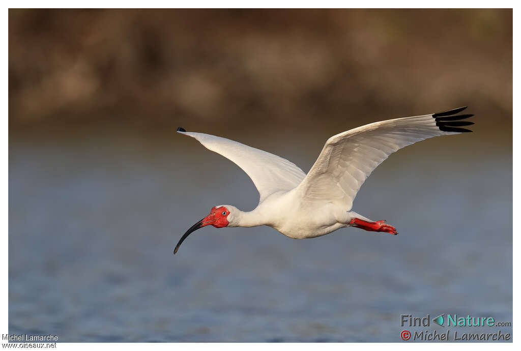 American White Ibisadult breeding, pigmentation, Flight