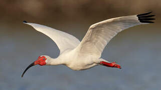 American White Ibis