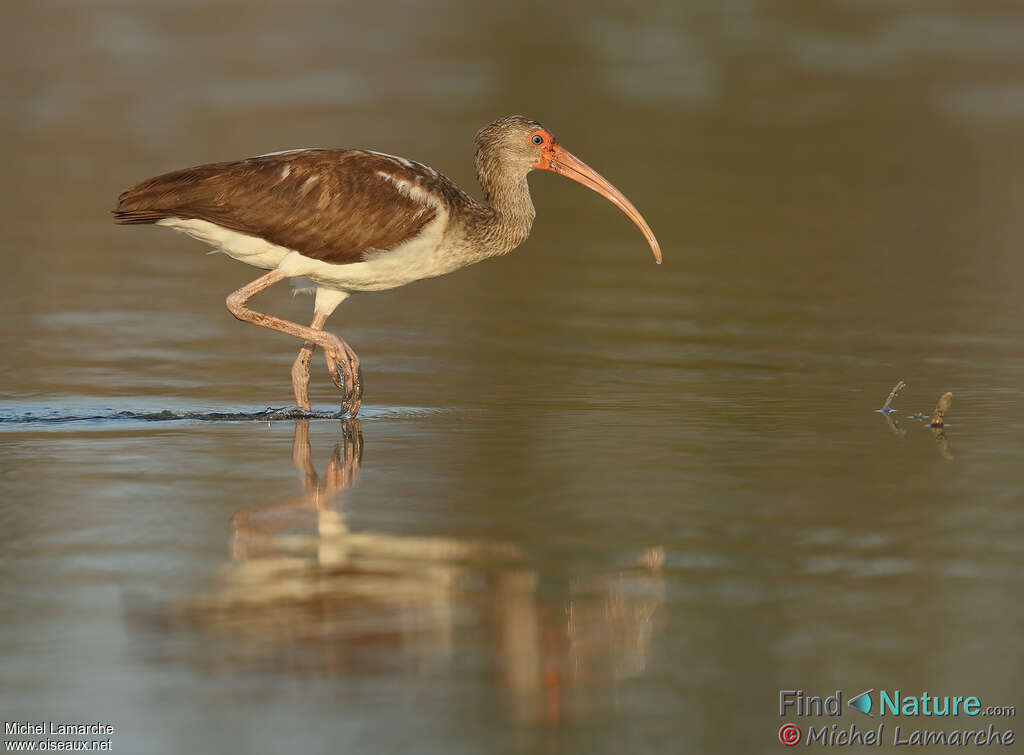 Ibis blancjuvénile, identification