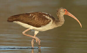 American White Ibis