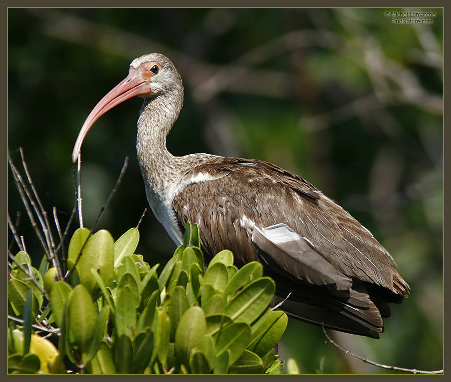 Ibis blanc1ère année