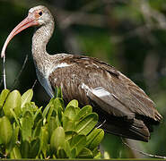 American White Ibis