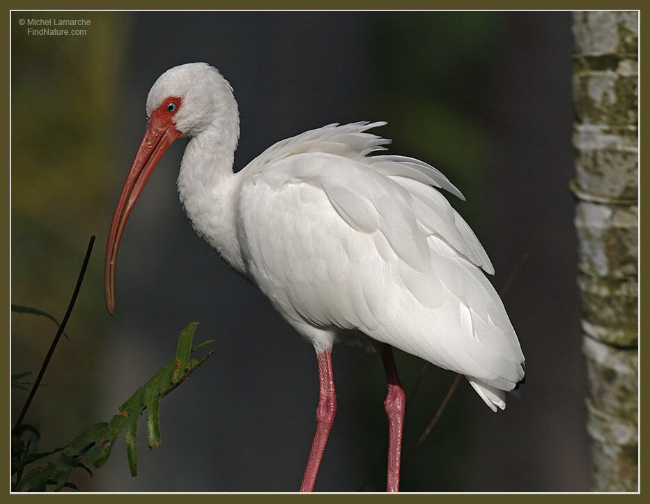 Ibis blanc