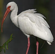 Ibis blanc