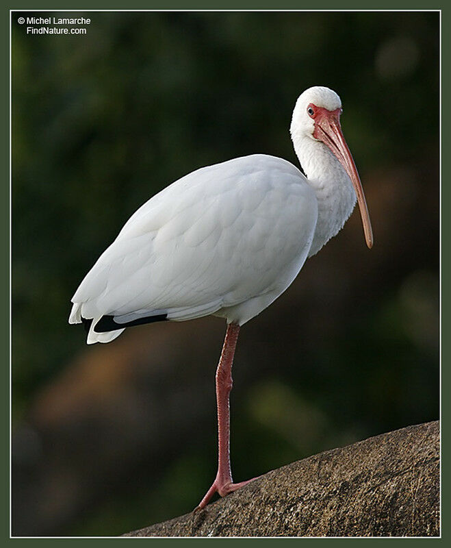 American White Ibis