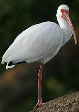 Ibis blanc