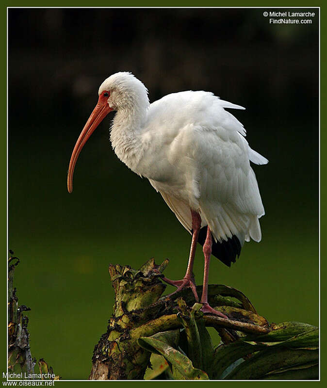 Ibis blancadulte, pigmentation