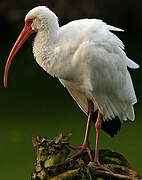 Ibis blanc