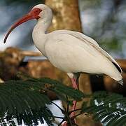 Ibis blanc