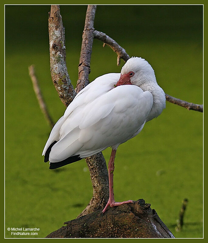 Ibis blanc