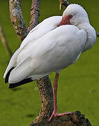 American White Ibis