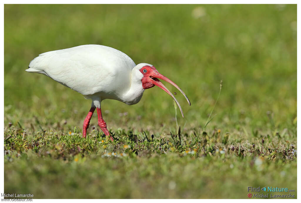 American White Ibisadult breeding, eats