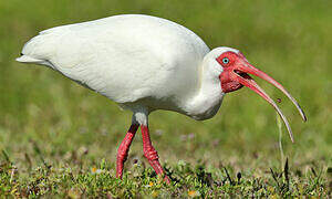 Ibis blanc