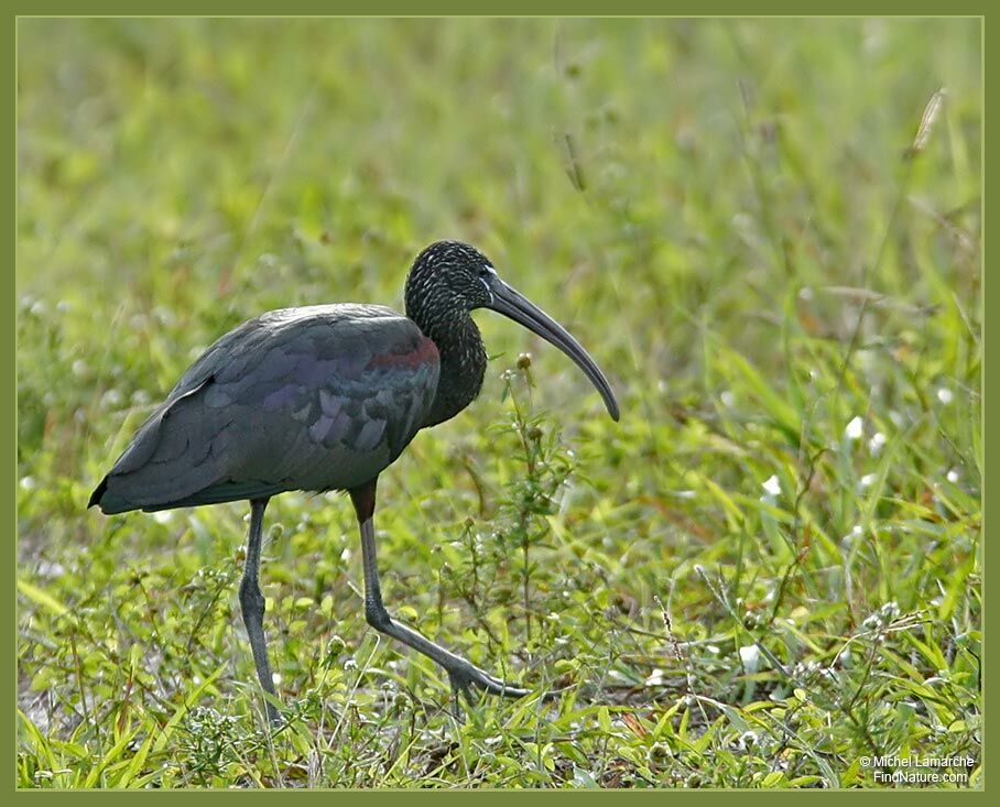 Ibis falcinelleadulte