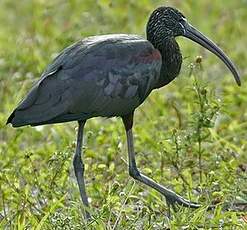 Ibis falcinelle