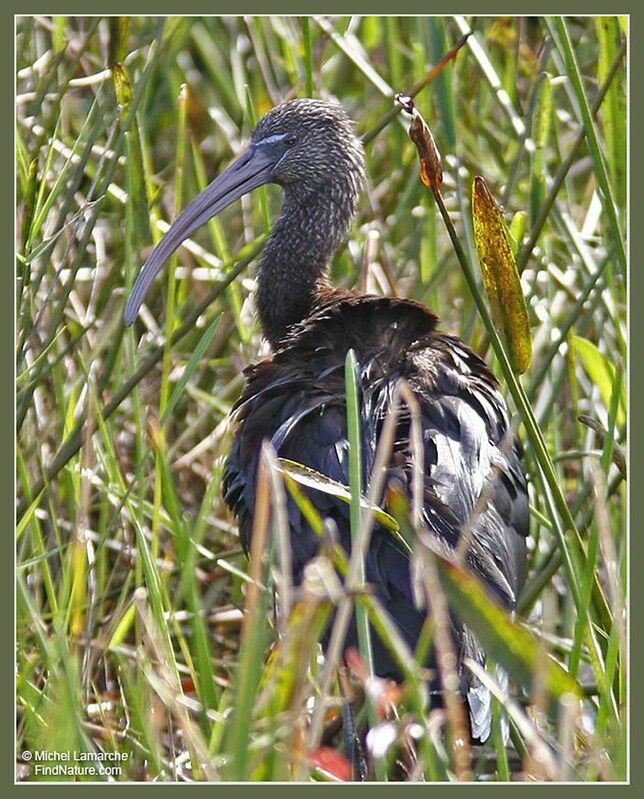 Ibis falcinelleadulte