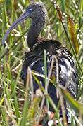 Glossy Ibis