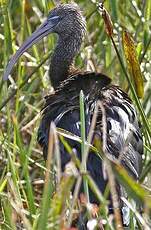 Ibis falcinelle