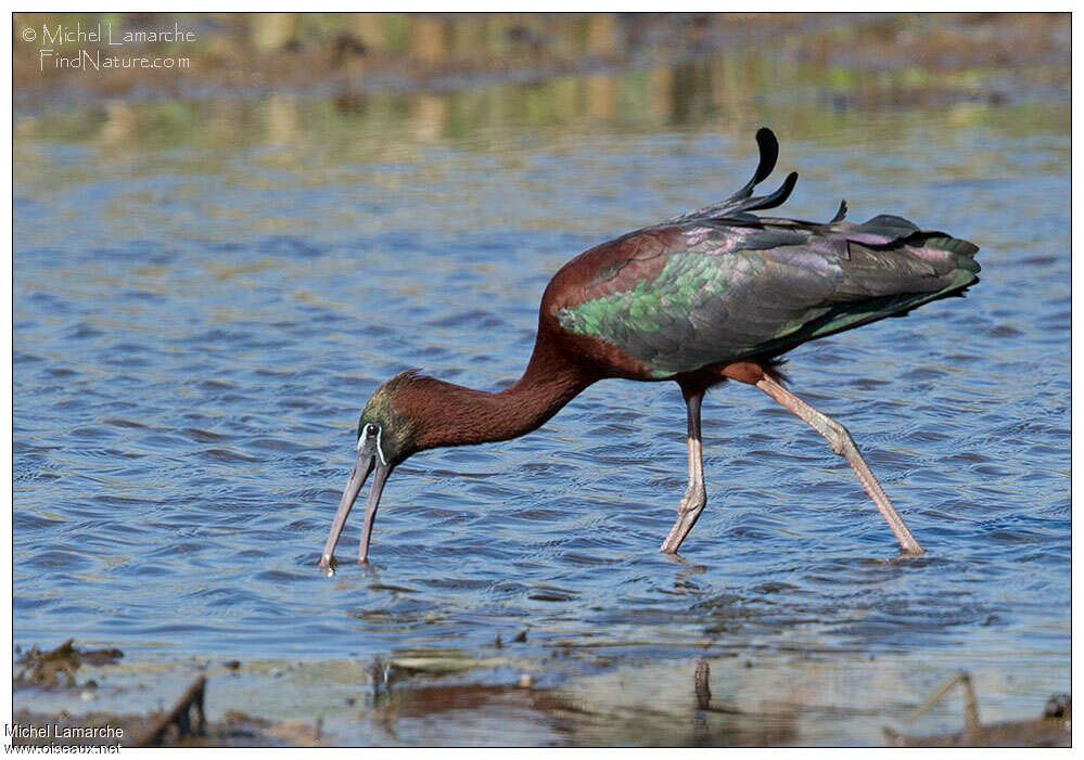 Ibis falcinelleadulte, pêche/chasse