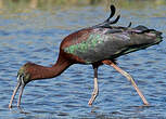 Ibis falcinelle