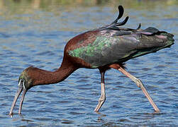 Ibis falcinelle