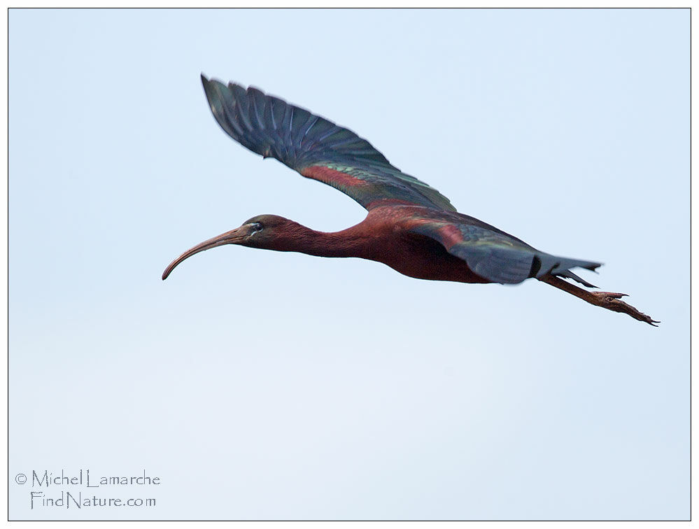 Glossy Ibis, Flight