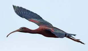 Glossy Ibis