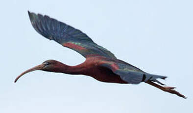 Ibis falcinelle