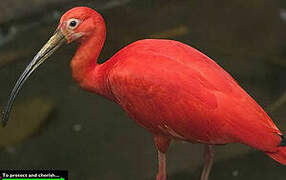 Ibis rouge