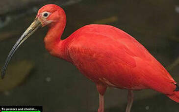 Ibis rouge