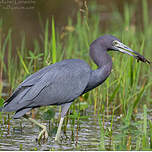 Aigrette bleue