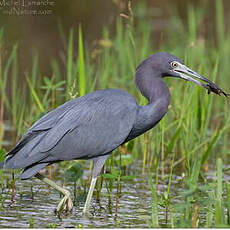 Aigrette bleue