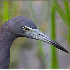 Aigrette bleue