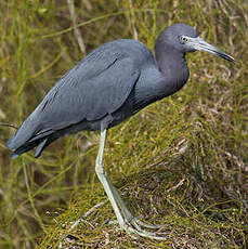 Aigrette bleue