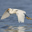 Aigrette neigeuse