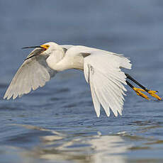 Aigrette neigeuse