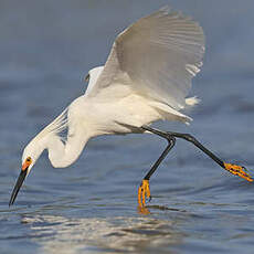 Aigrette neigeuse